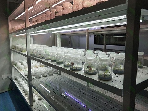 六弓乡植物组织培养实验室设计建设方案
